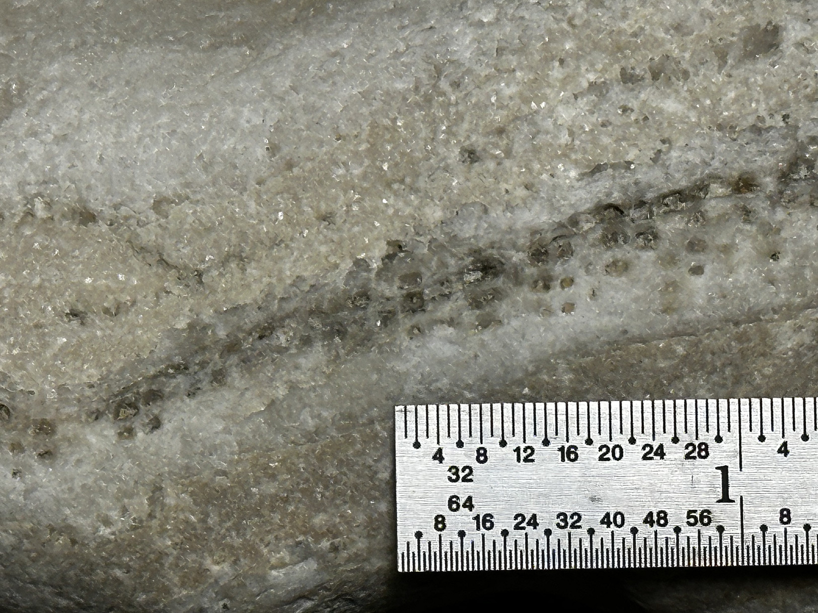 Favosites sp. specimen