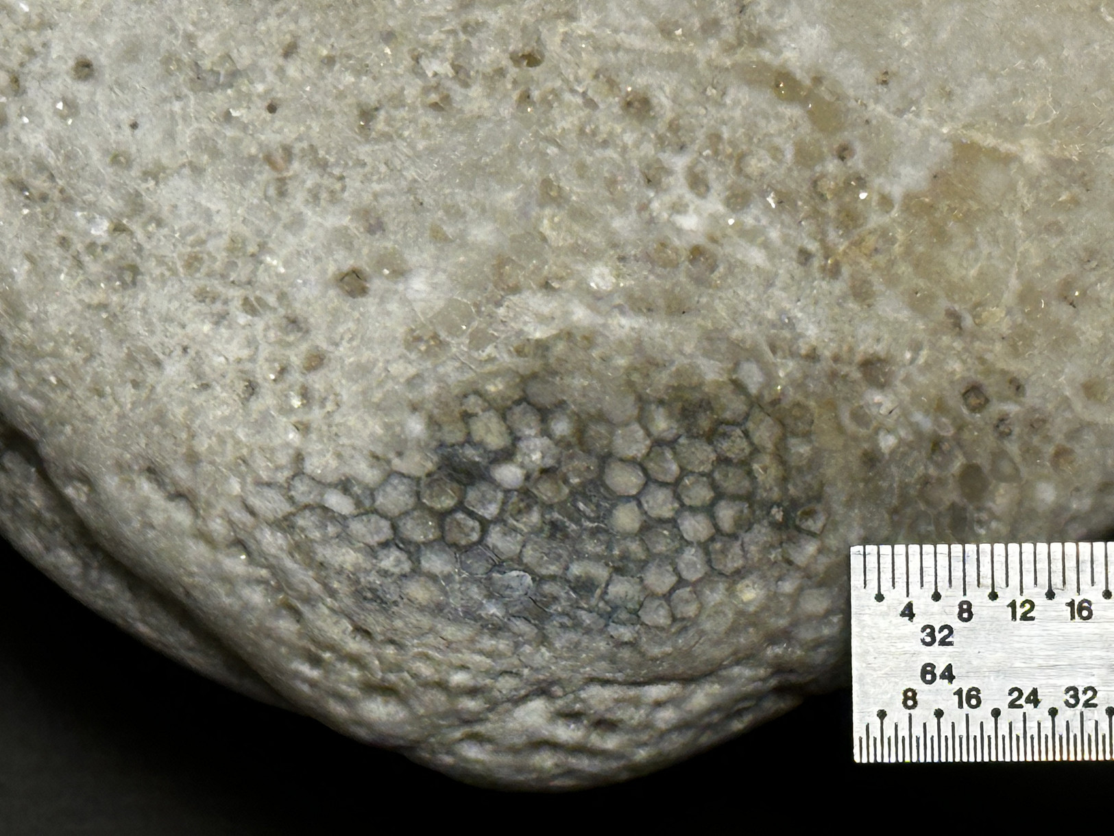 Favosites sp. specimen