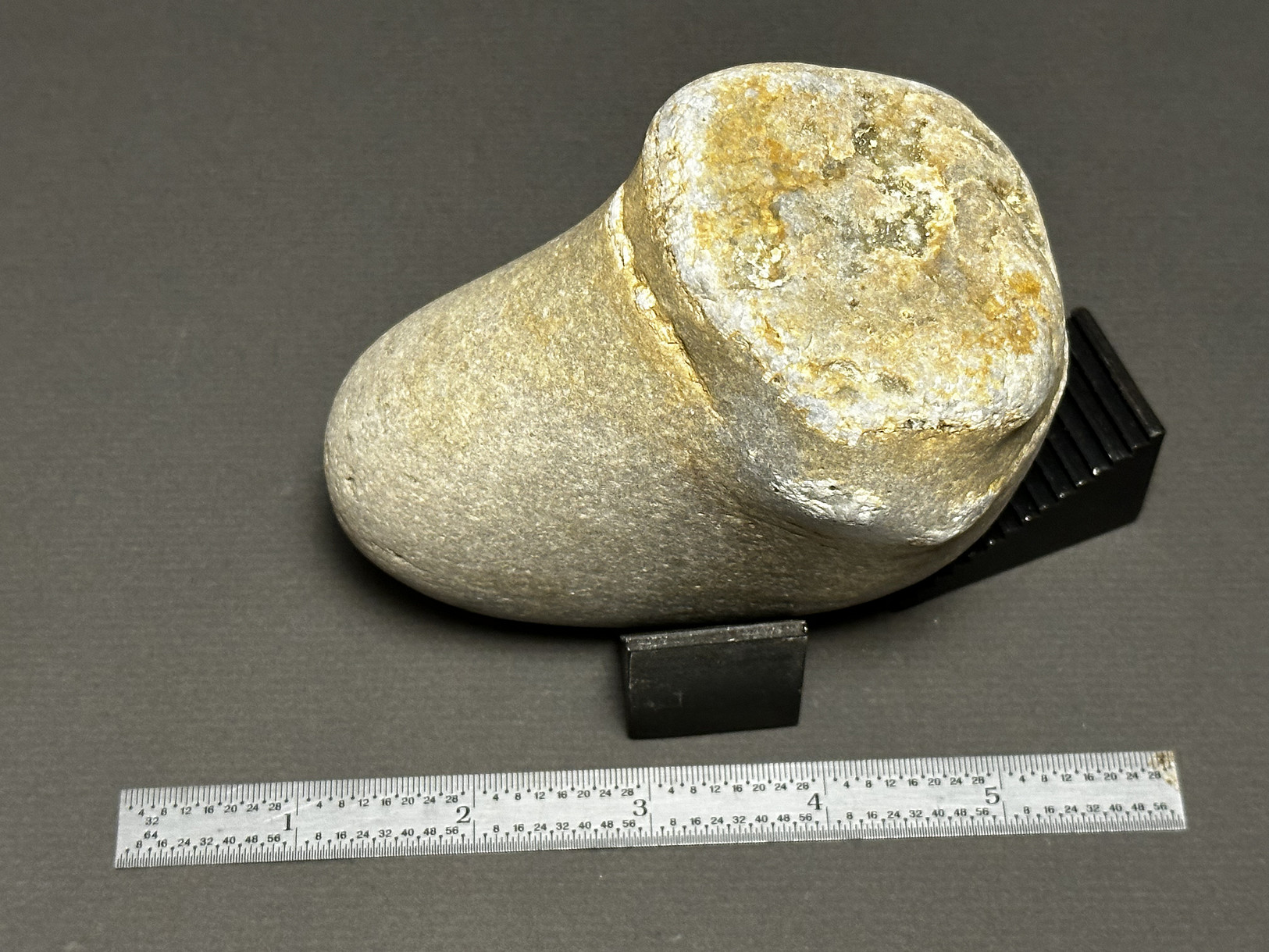 Favosites sp.