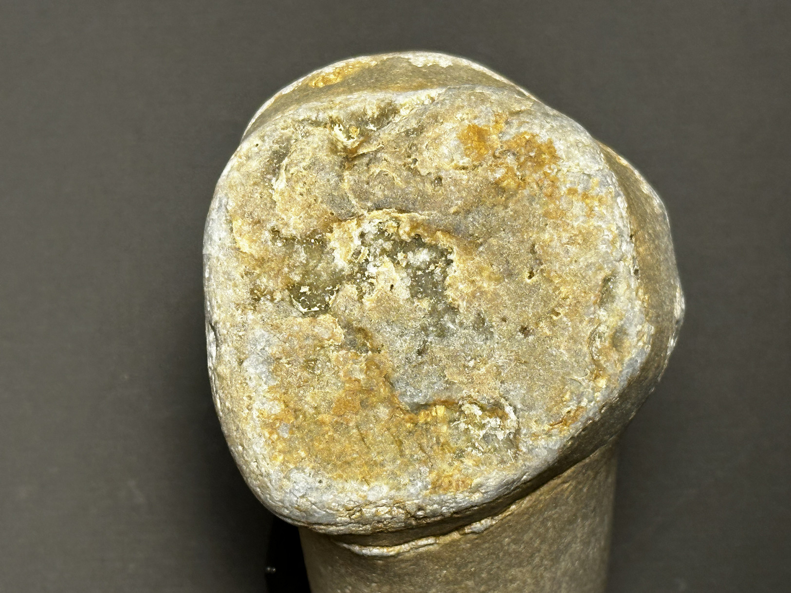 Favosites sp. specimen