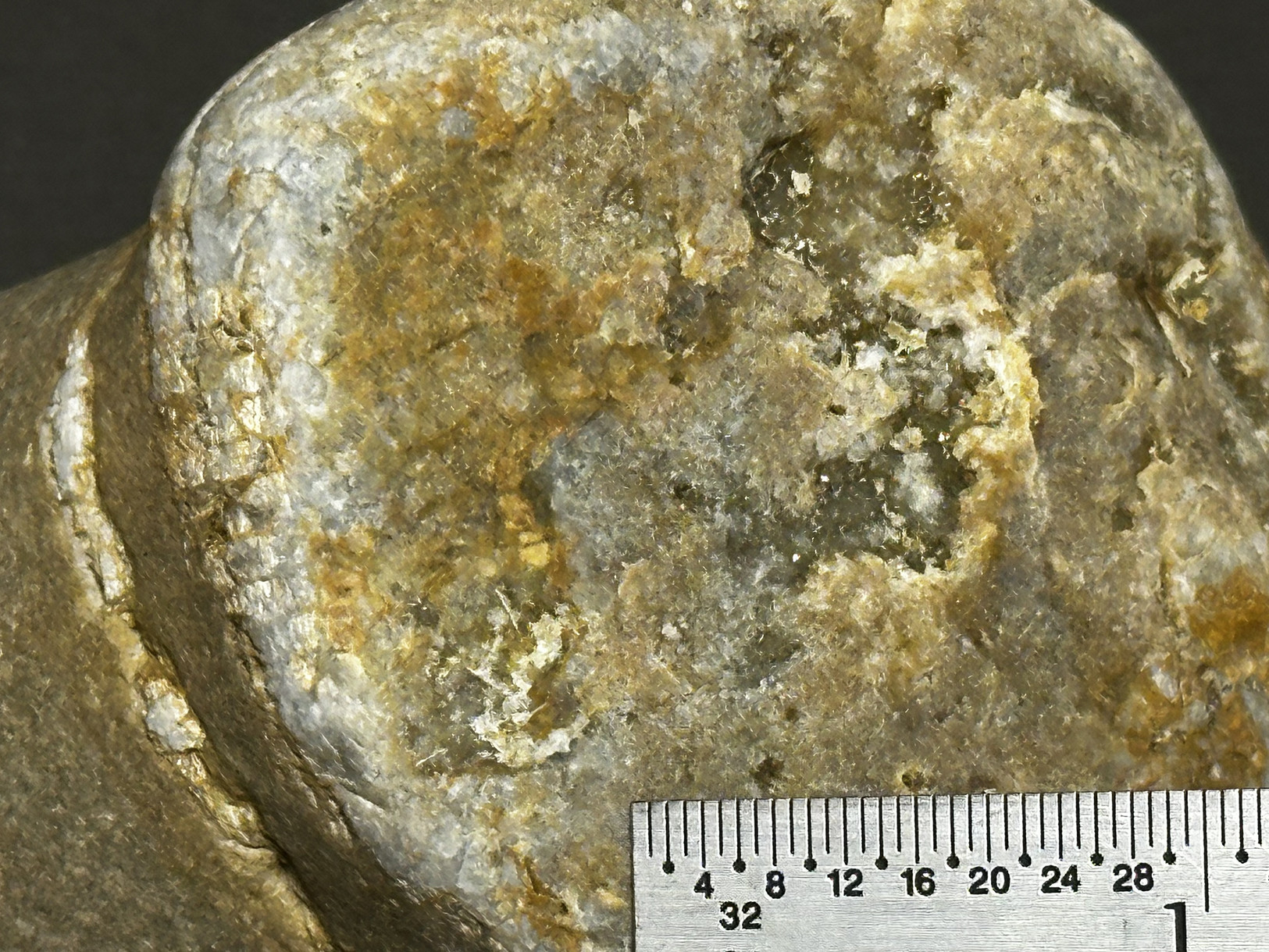 Favosites sp. specimen