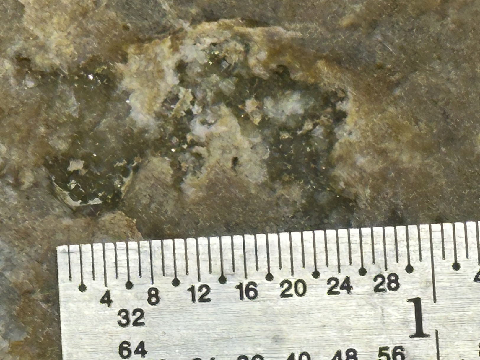 Favosites sp. specimen