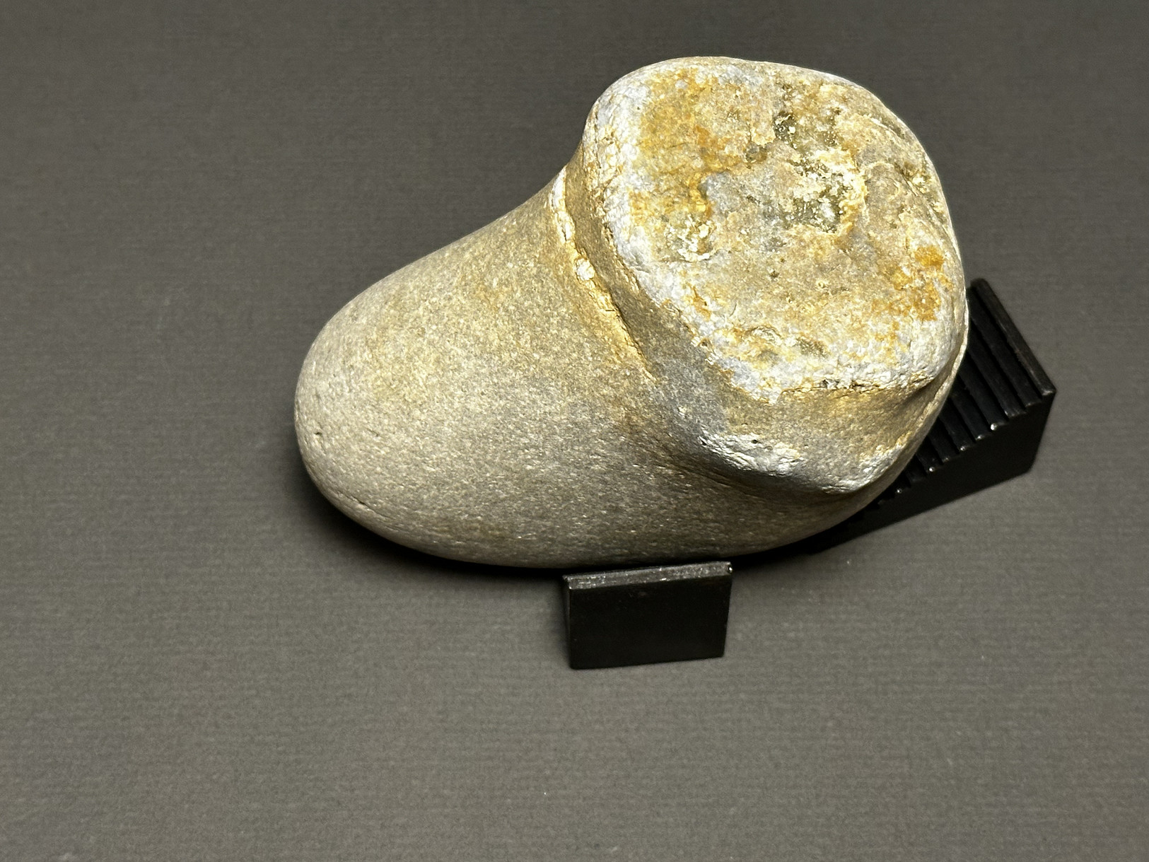 Favosites sp. specimen