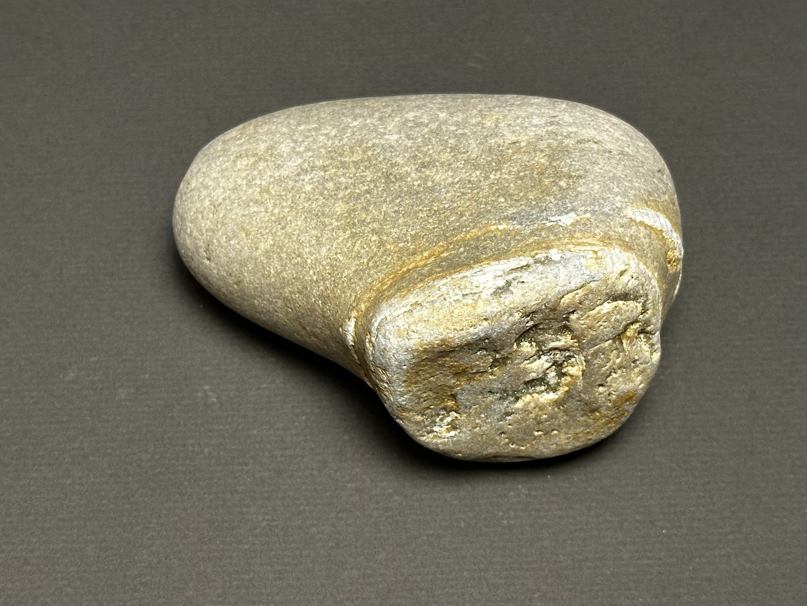 Favosites sp. specimen