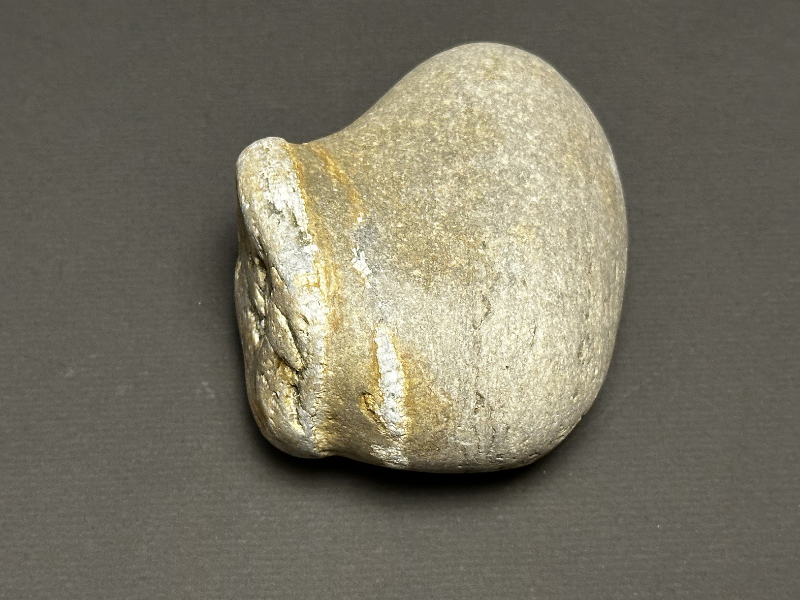 Favosites sp. specimen