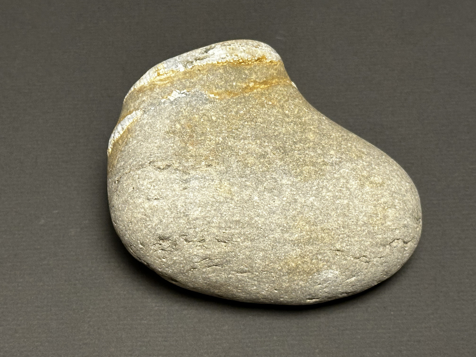 Favosites sp. specimen