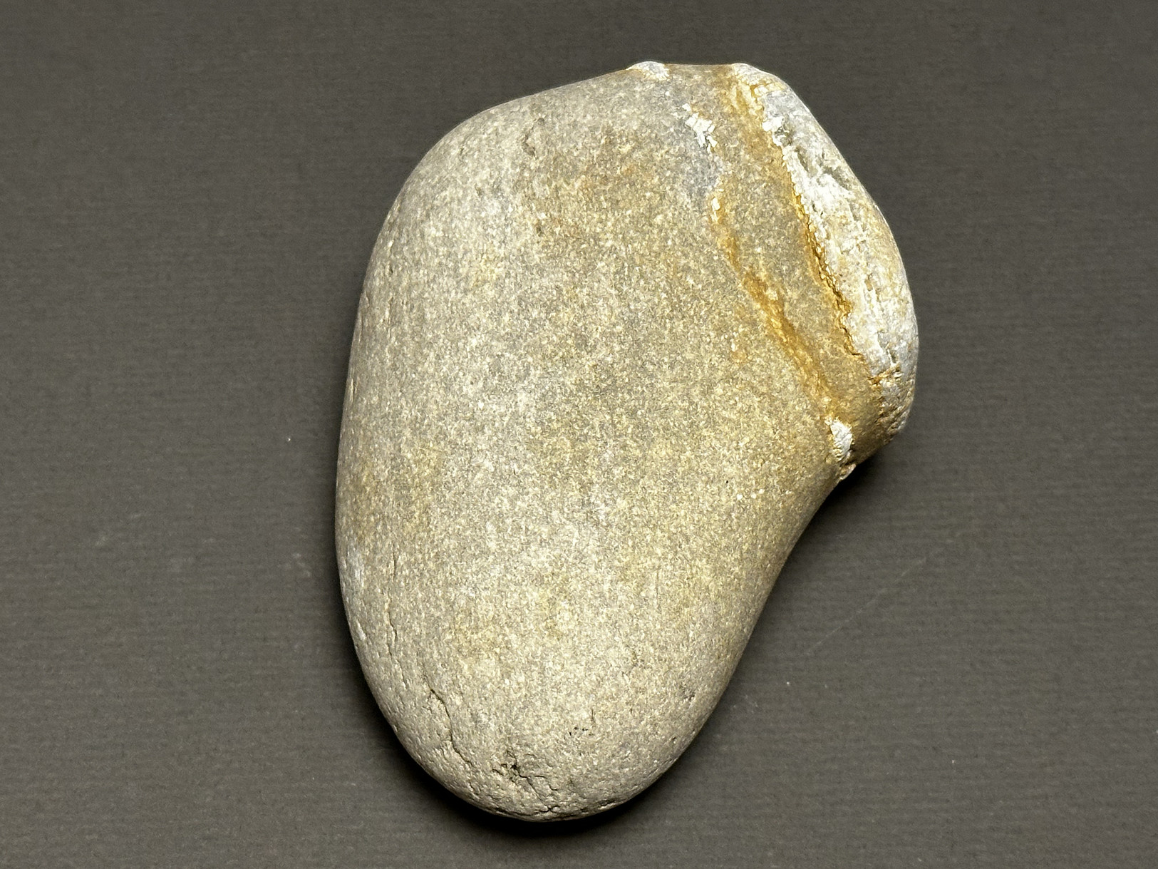 Favosites sp. specimen
