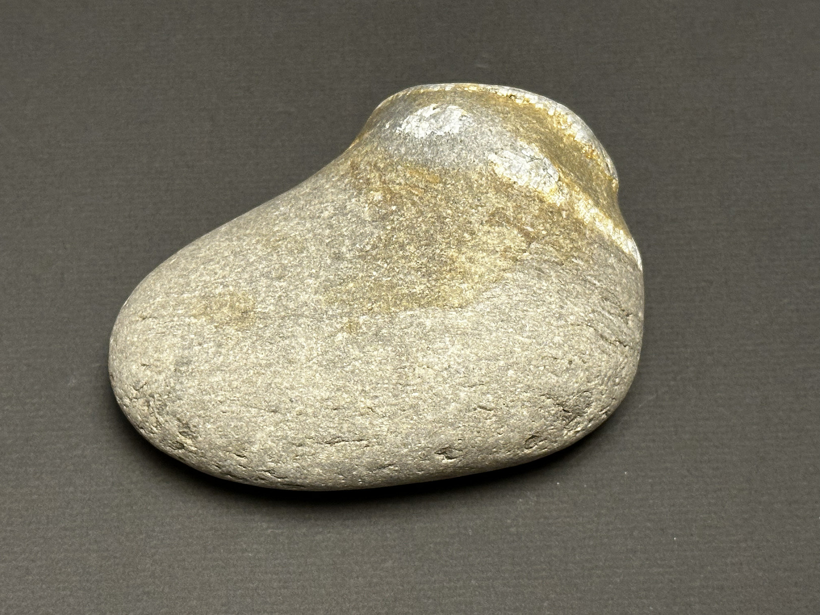 Favosites sp. specimen
