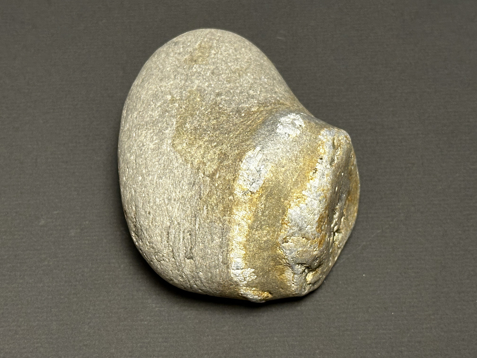 Favosites sp. specimen