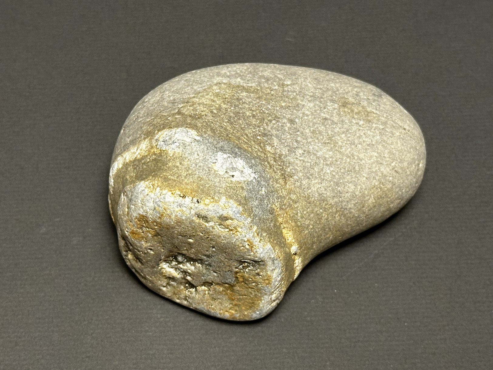 Favosites sp. specimen