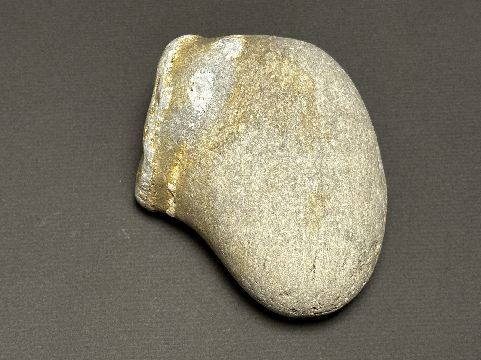 Favosites sp. specimen