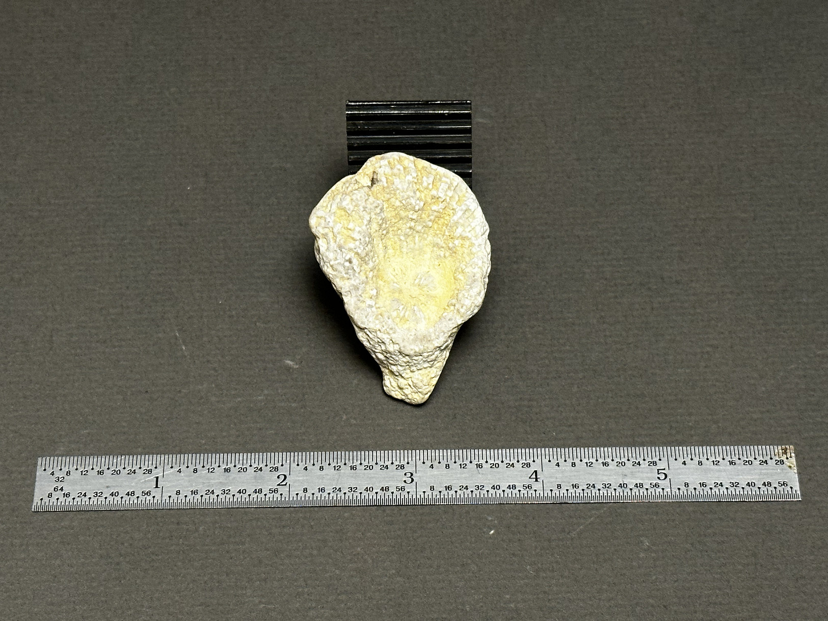 Rugosa Coral