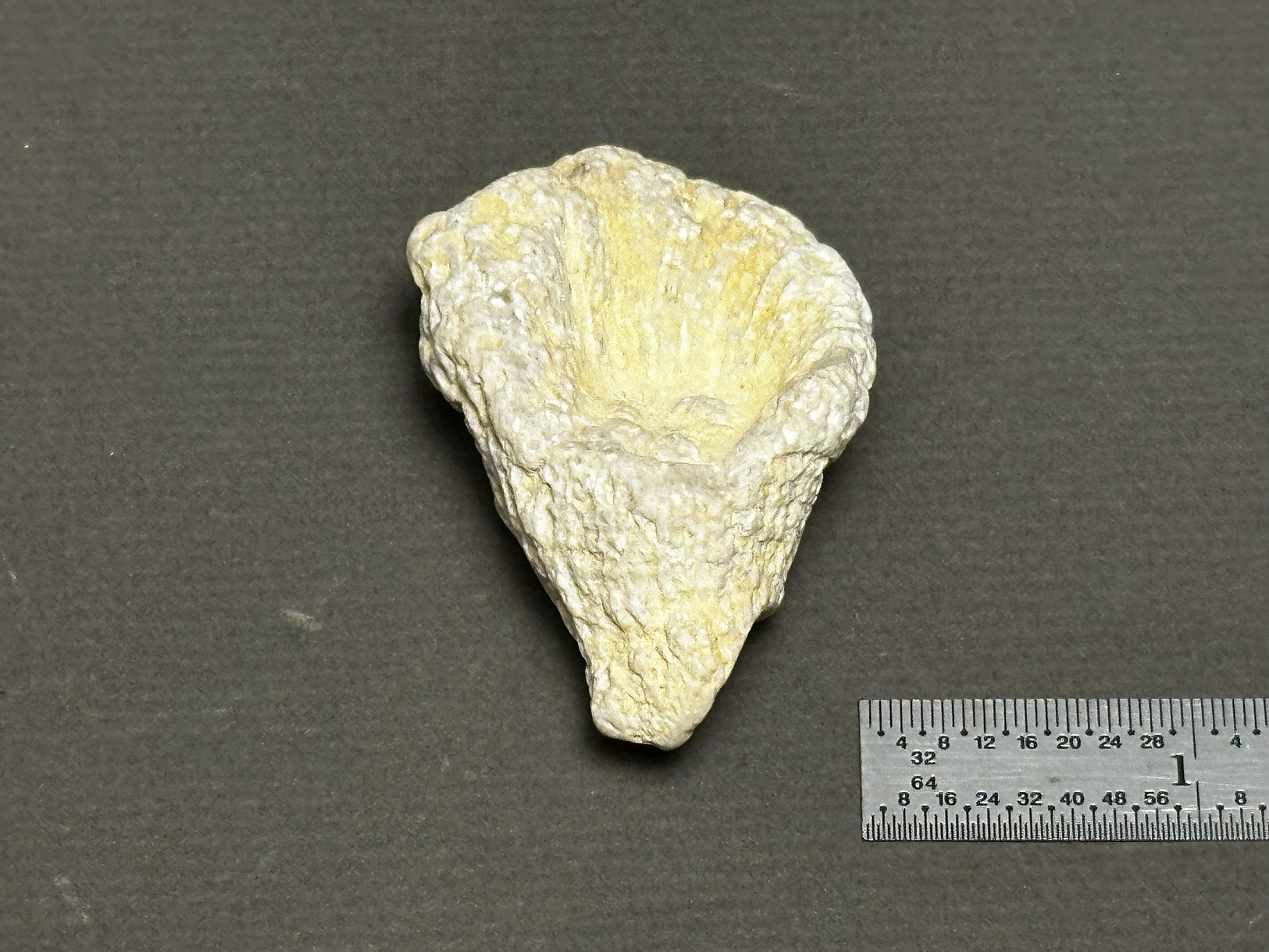 Rugosa Coral