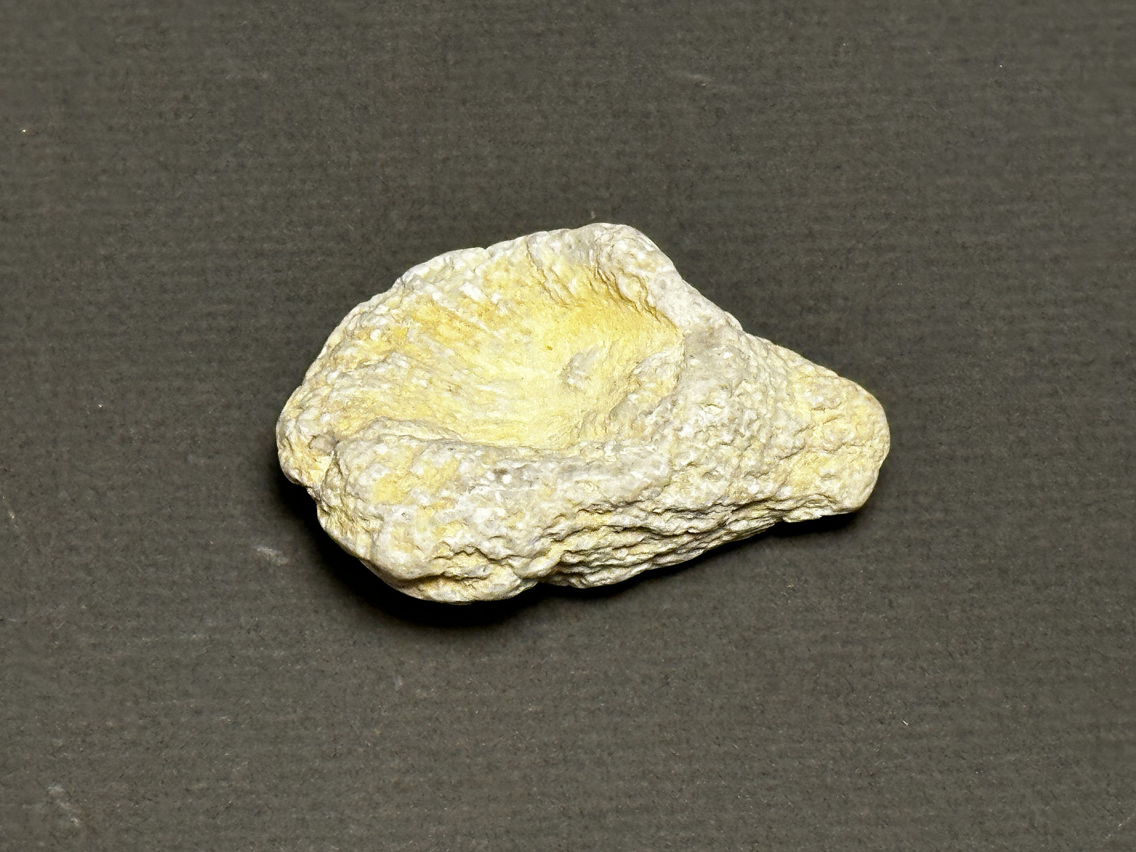 Rugosa Coral