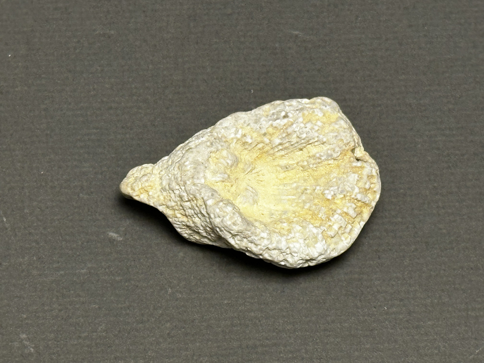 Rugosa Coral