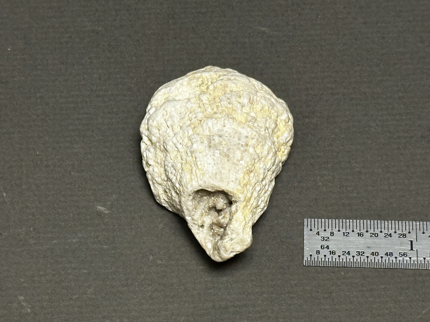 Rugosa Coral