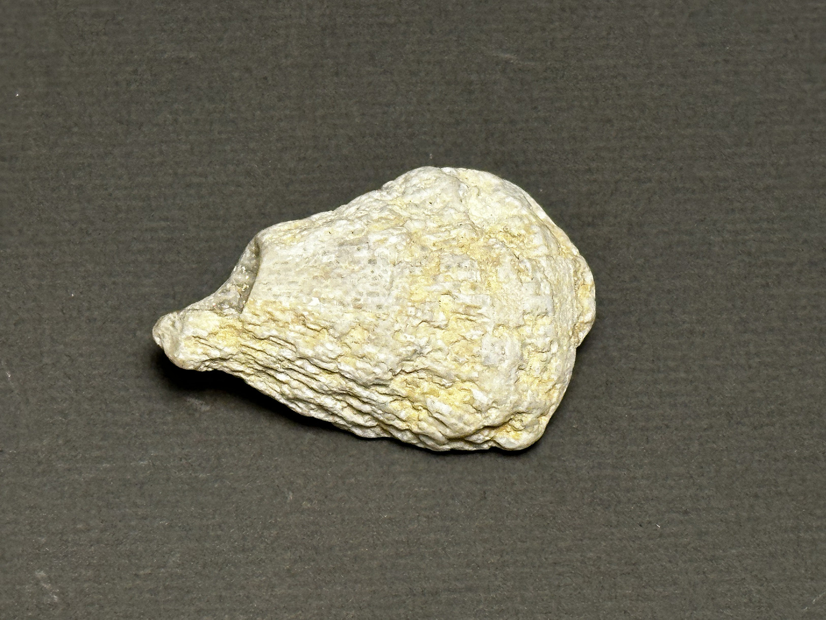 Rugosa Coral