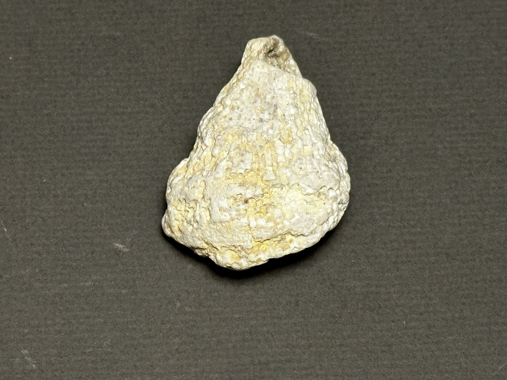 Rugosa Coral