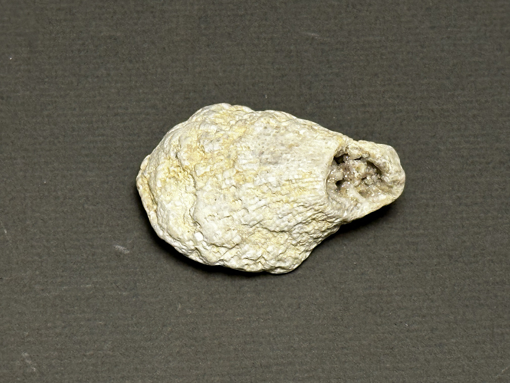 Rugosa Coral