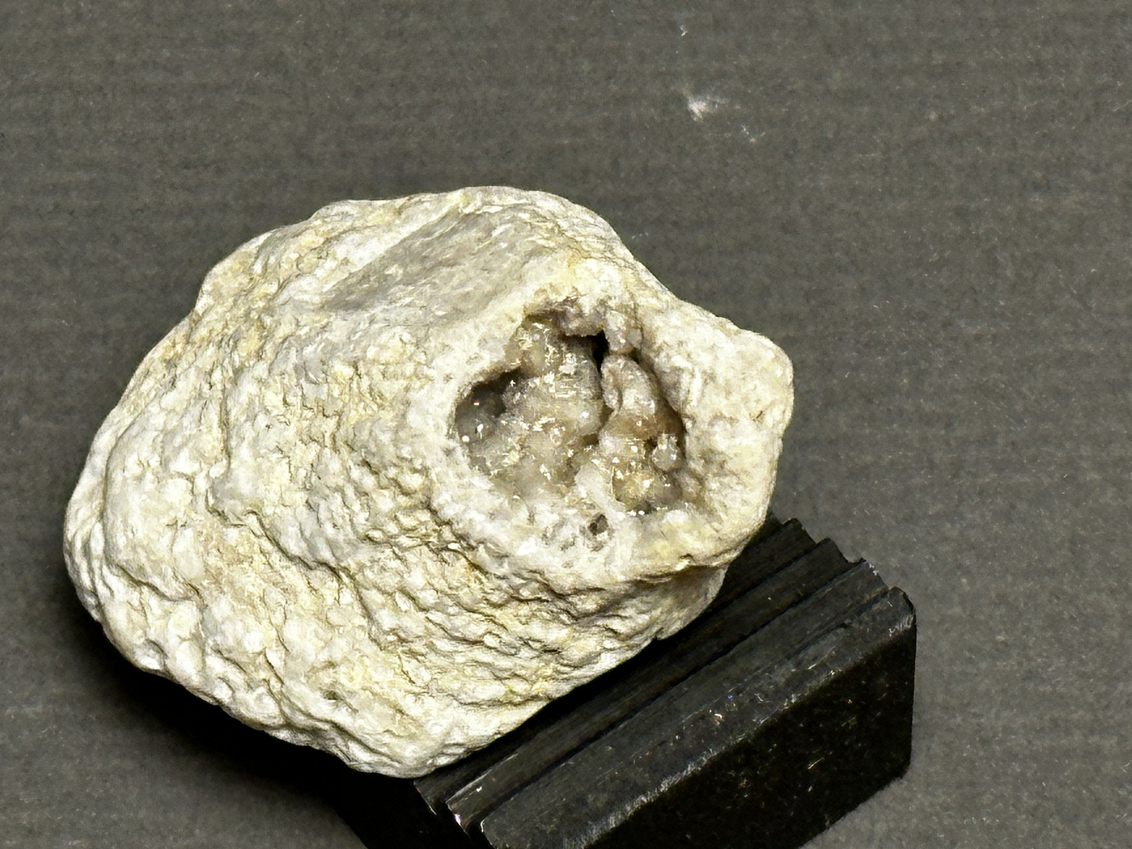 Rugosa Coral