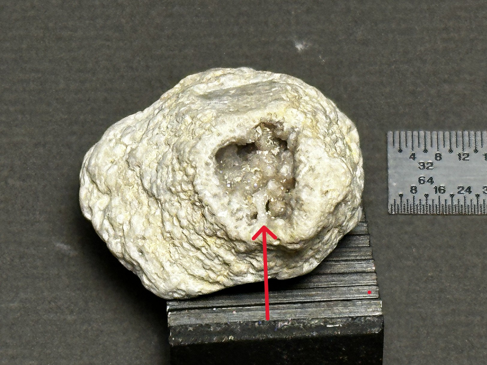 Rugosa Coral