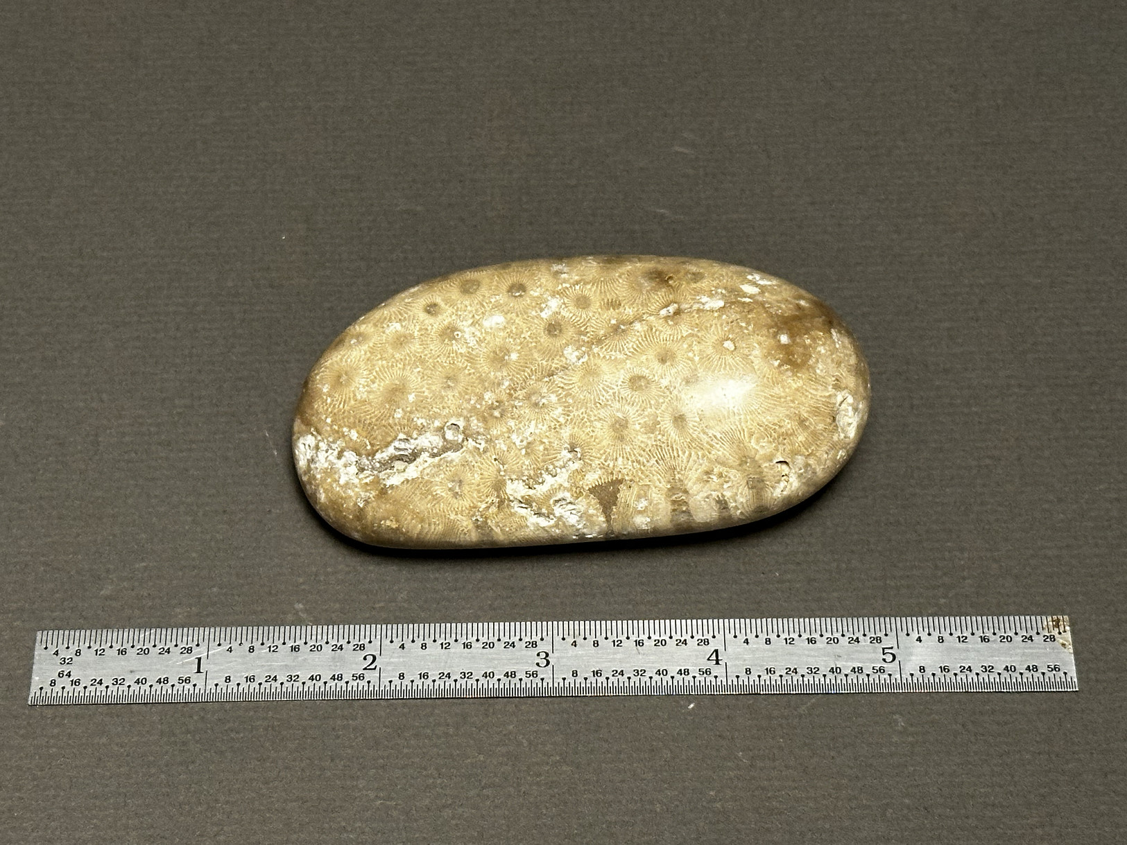 Hexagonaria cf. percarinata specimen
