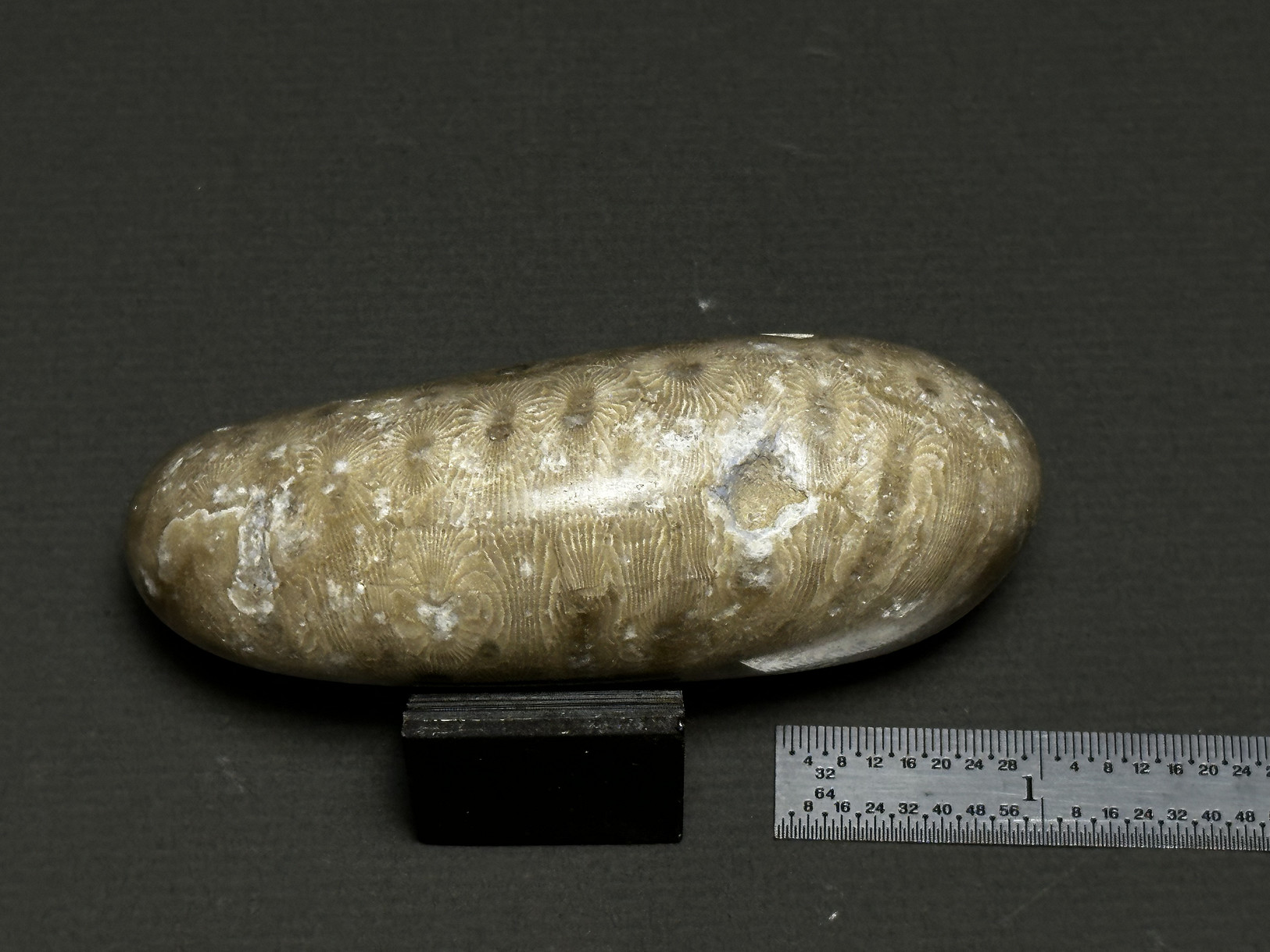Hexagonaria cf. percarinata specimen