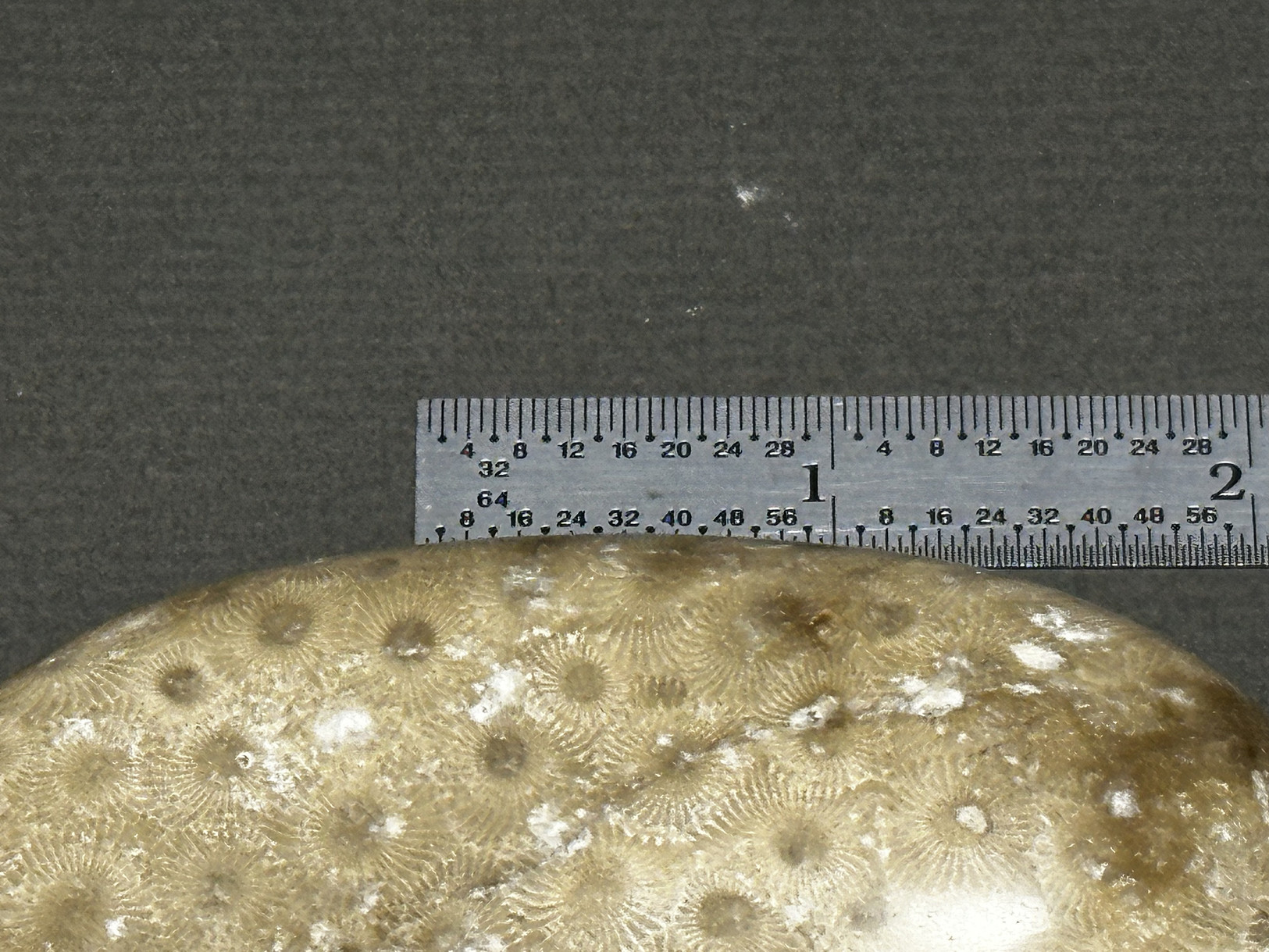 Hexagonaria cf. percarinata specimen