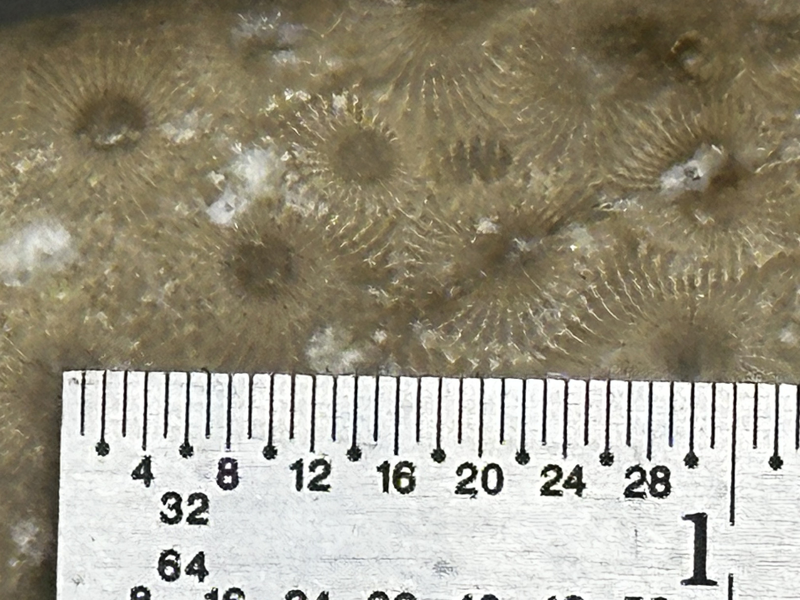 Hexagonaria cf. percarinata specimen