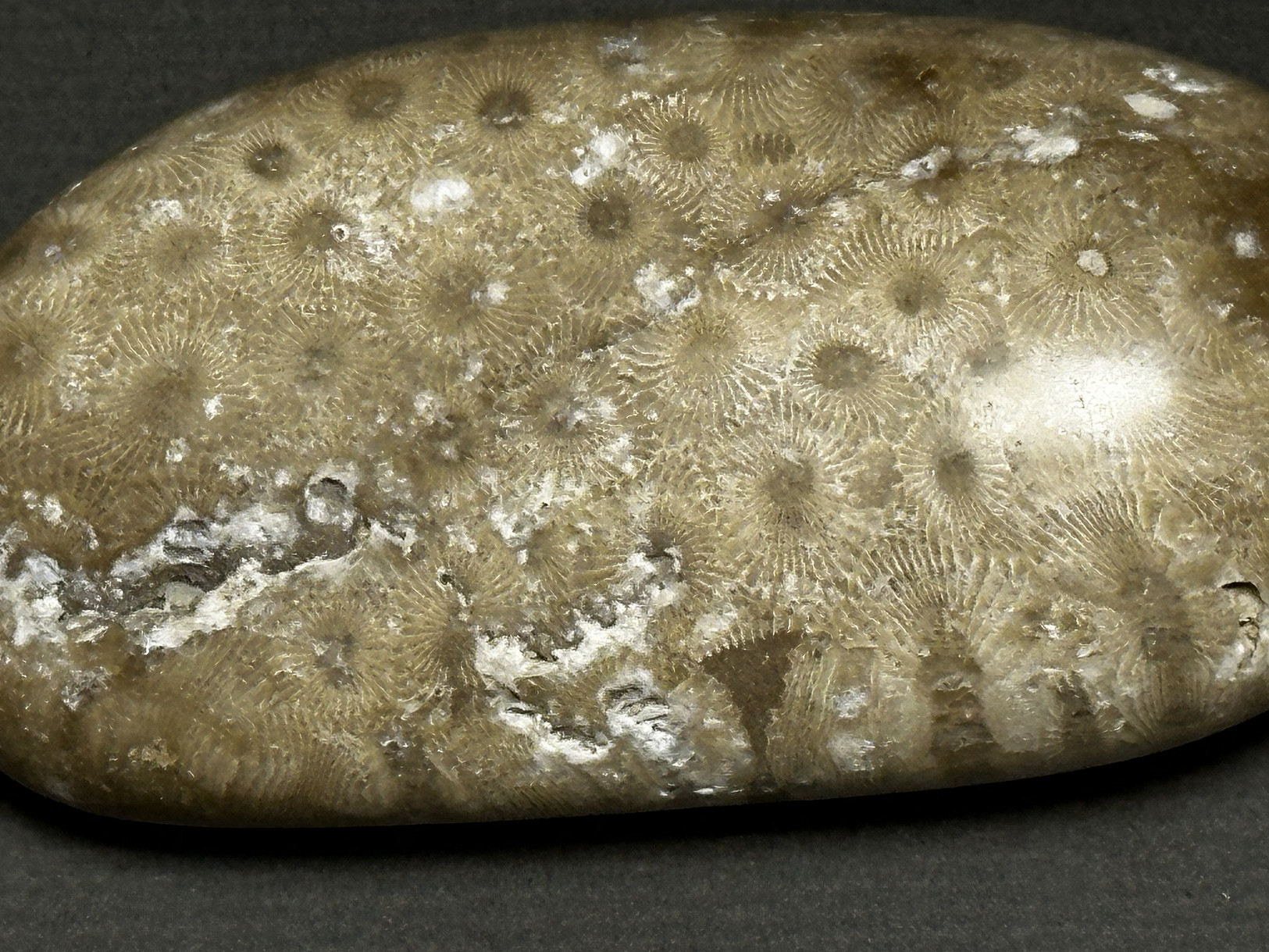 Hexagonaria cf. percarinata specimen