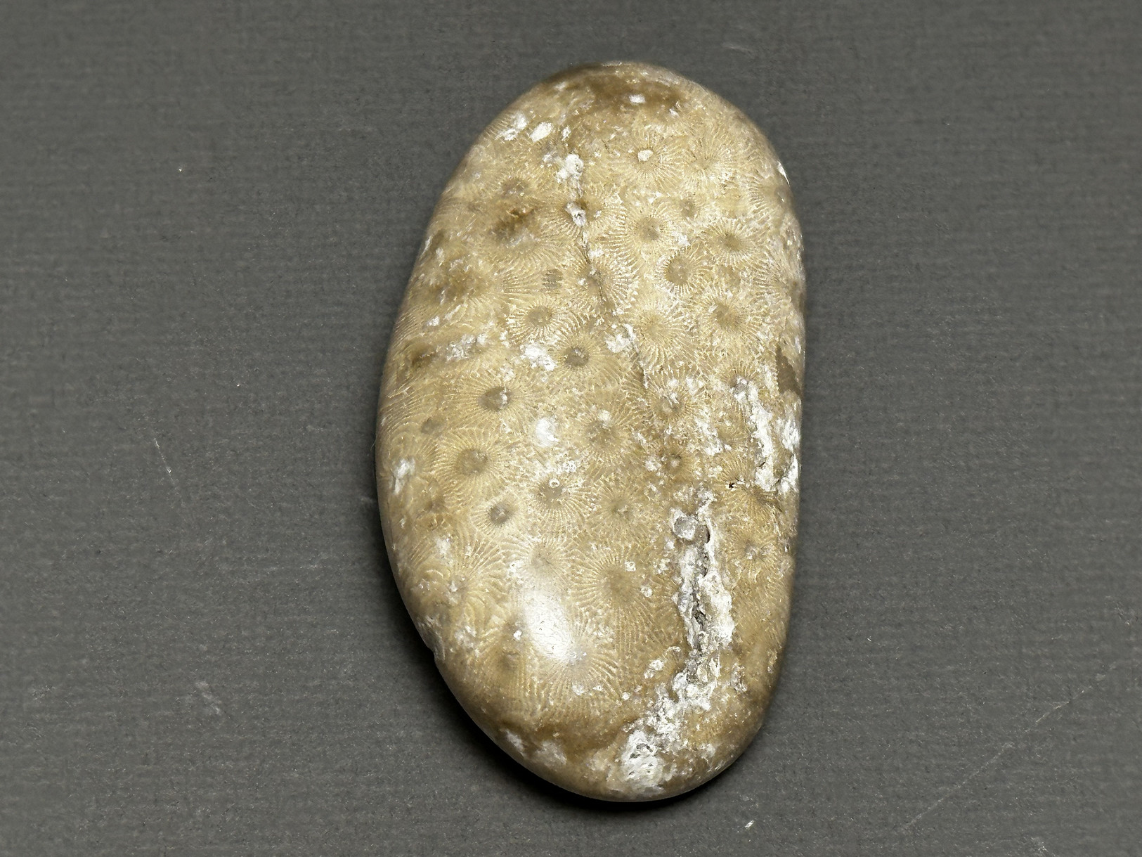 Hexagonaria cf. percarinata specimen