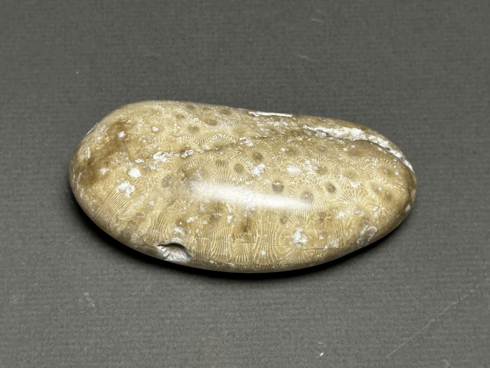 Hexagonaria cf. percarinata specimen