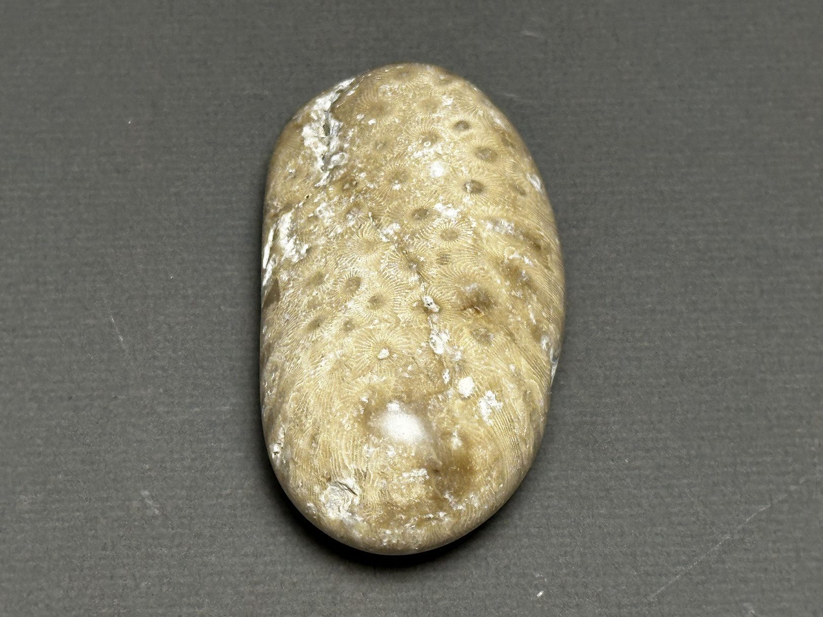 Hexagonaria cf. percarinata specimen