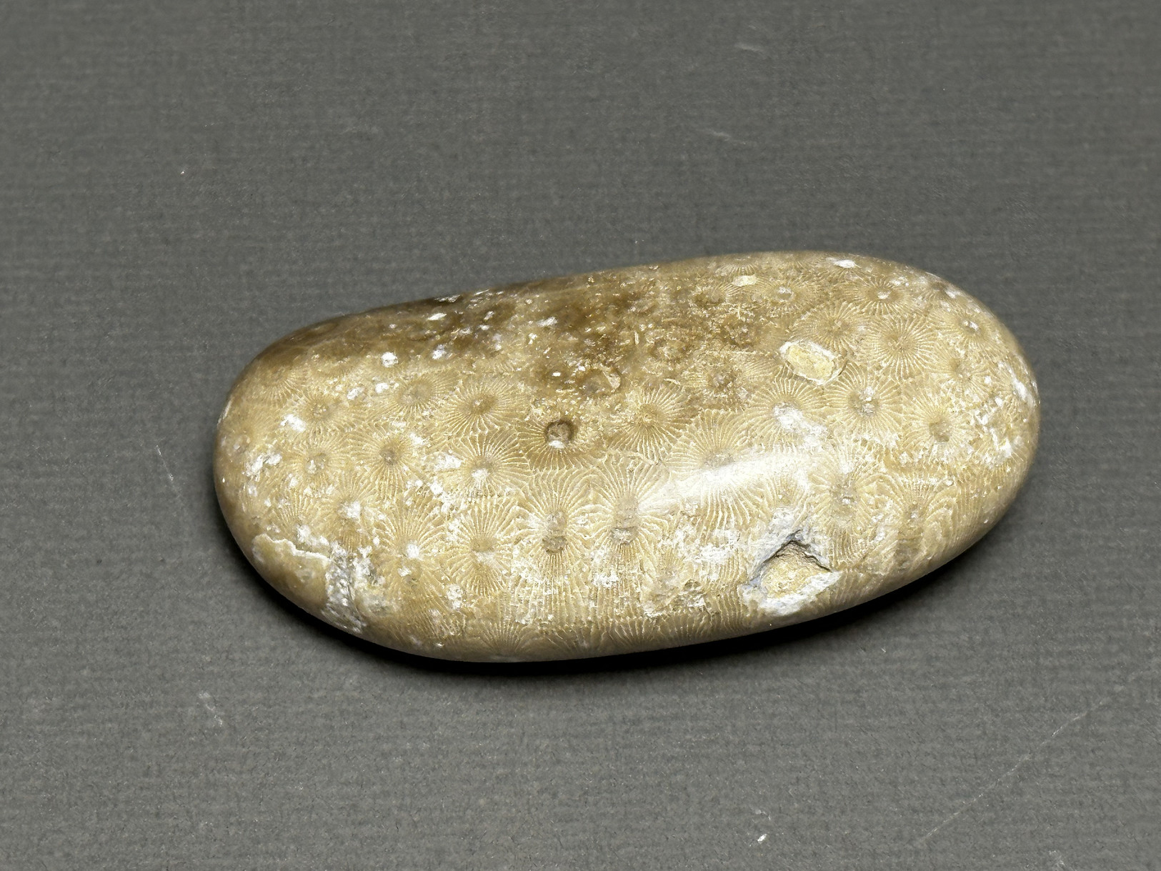 Hexagonaria cf. percarinata specimen