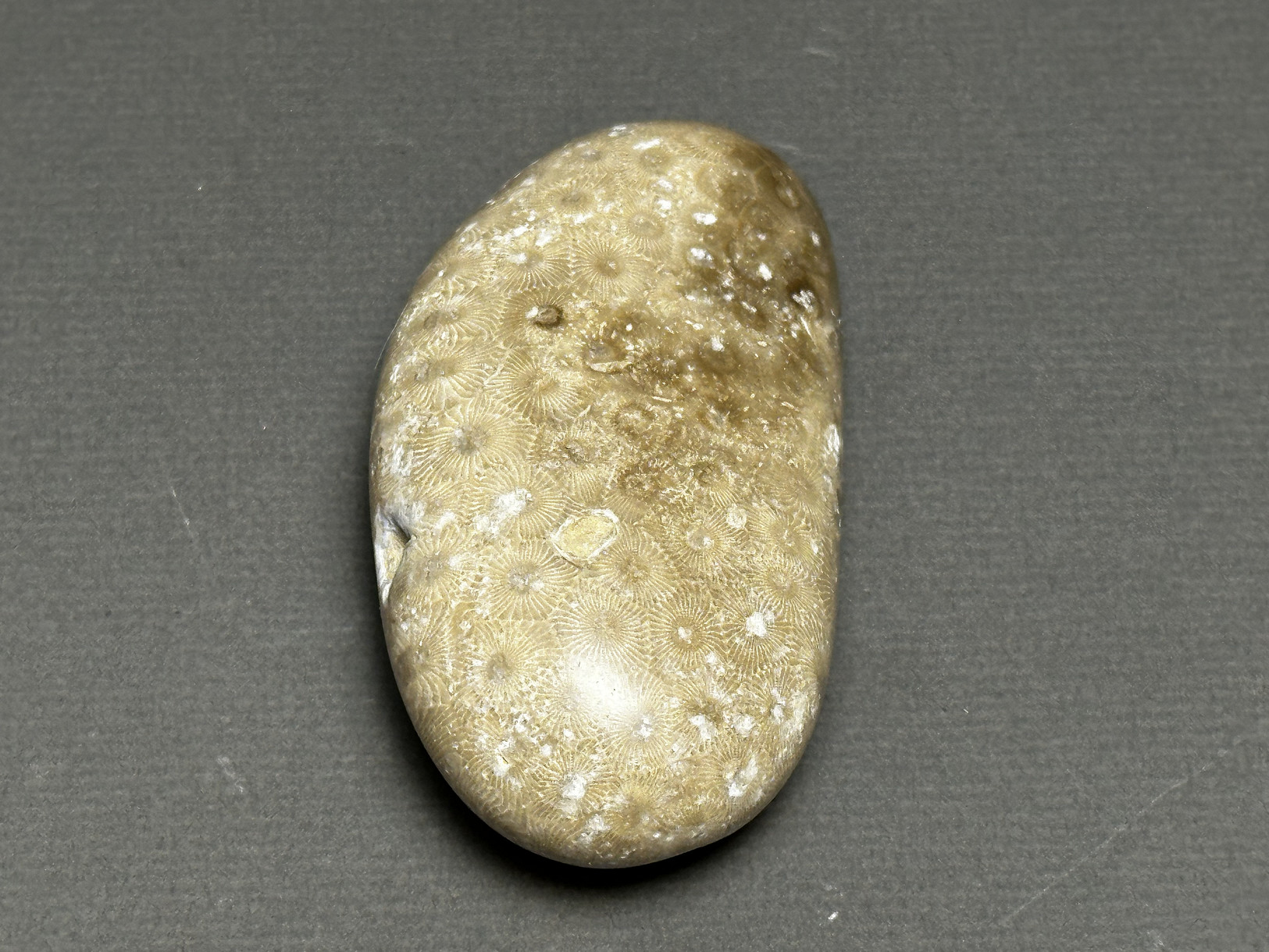 Hexagonaria cf. percarinata specimen