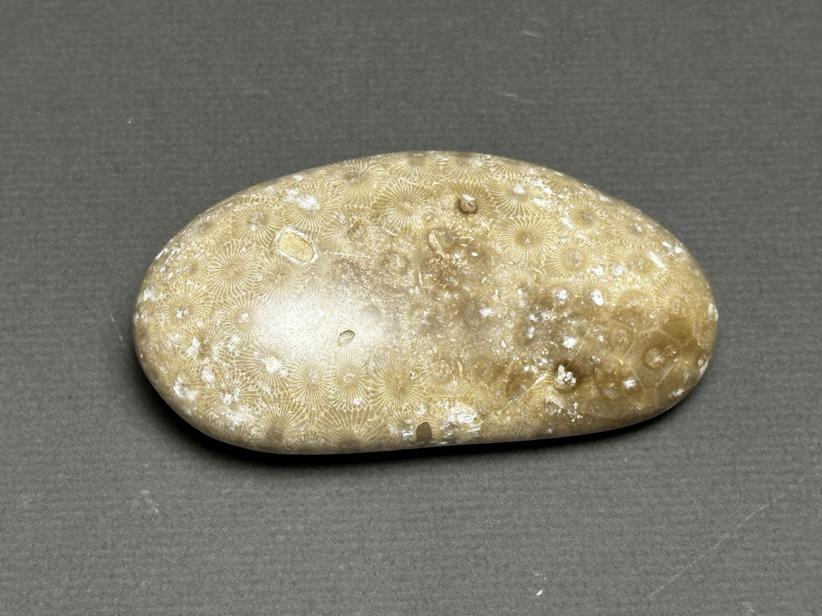 Hexagonaria cf. percarinata specimen