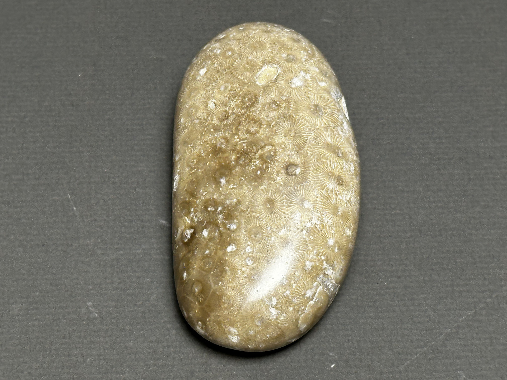 Hexagonaria cf. percarinata specimen