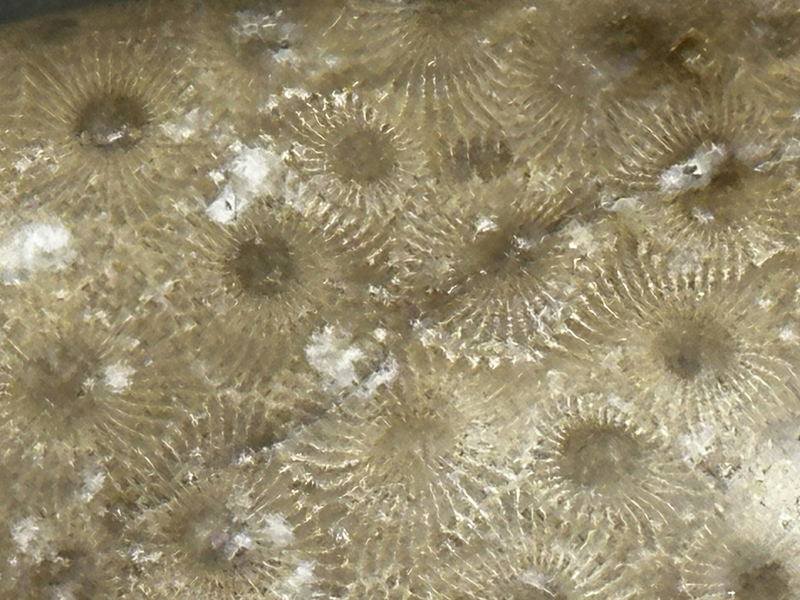 Hexagonaria cf. percarinata specimen