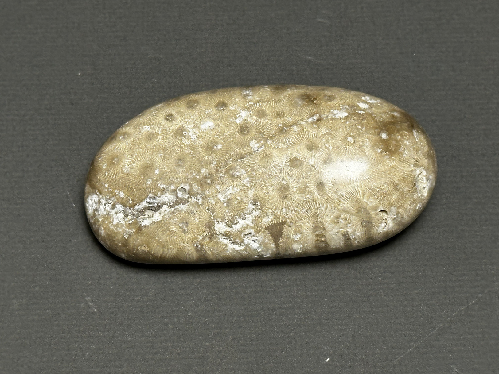 Hexagonaria cf. percarinata