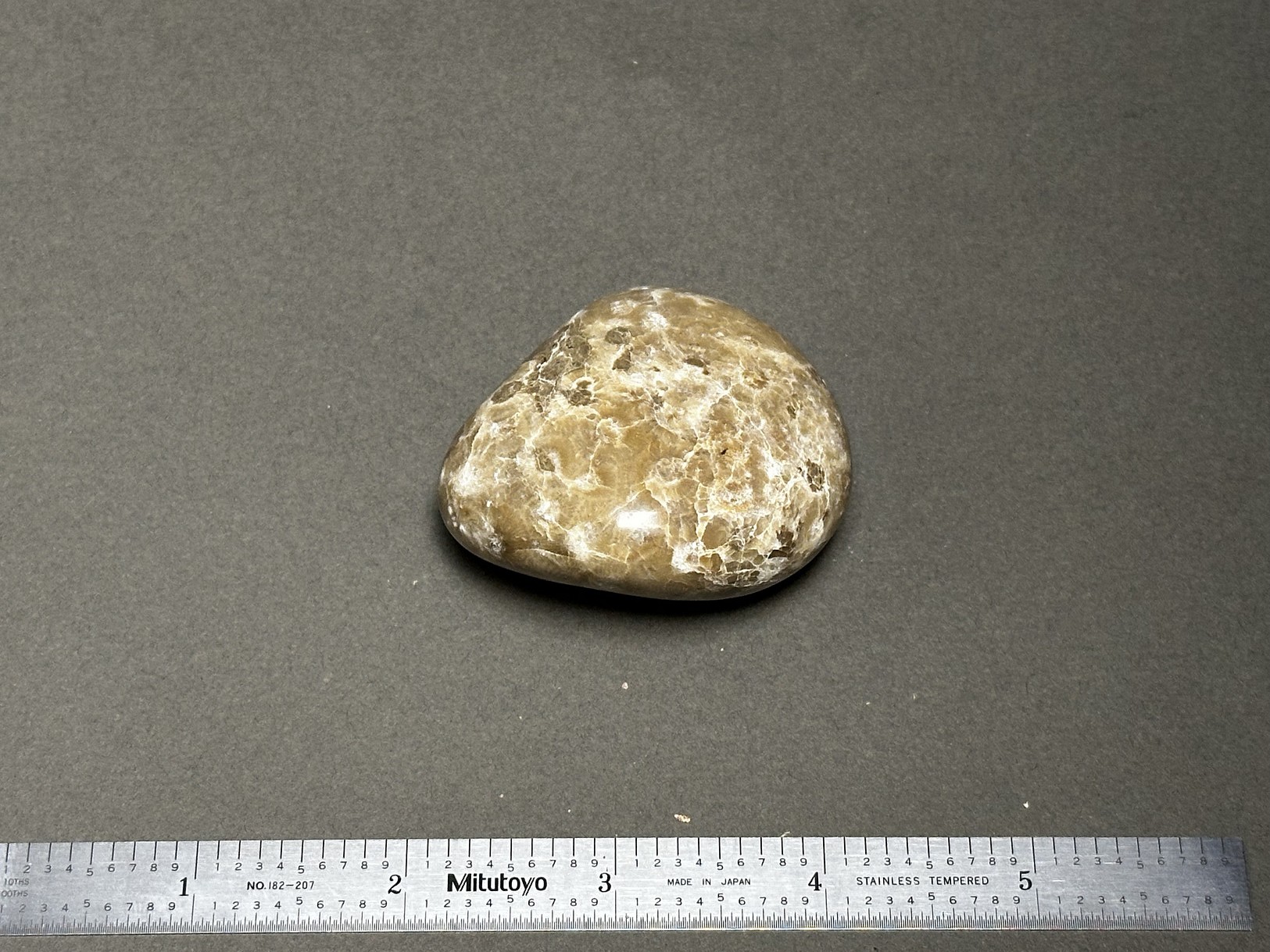 Hexagonaria sp. specimen