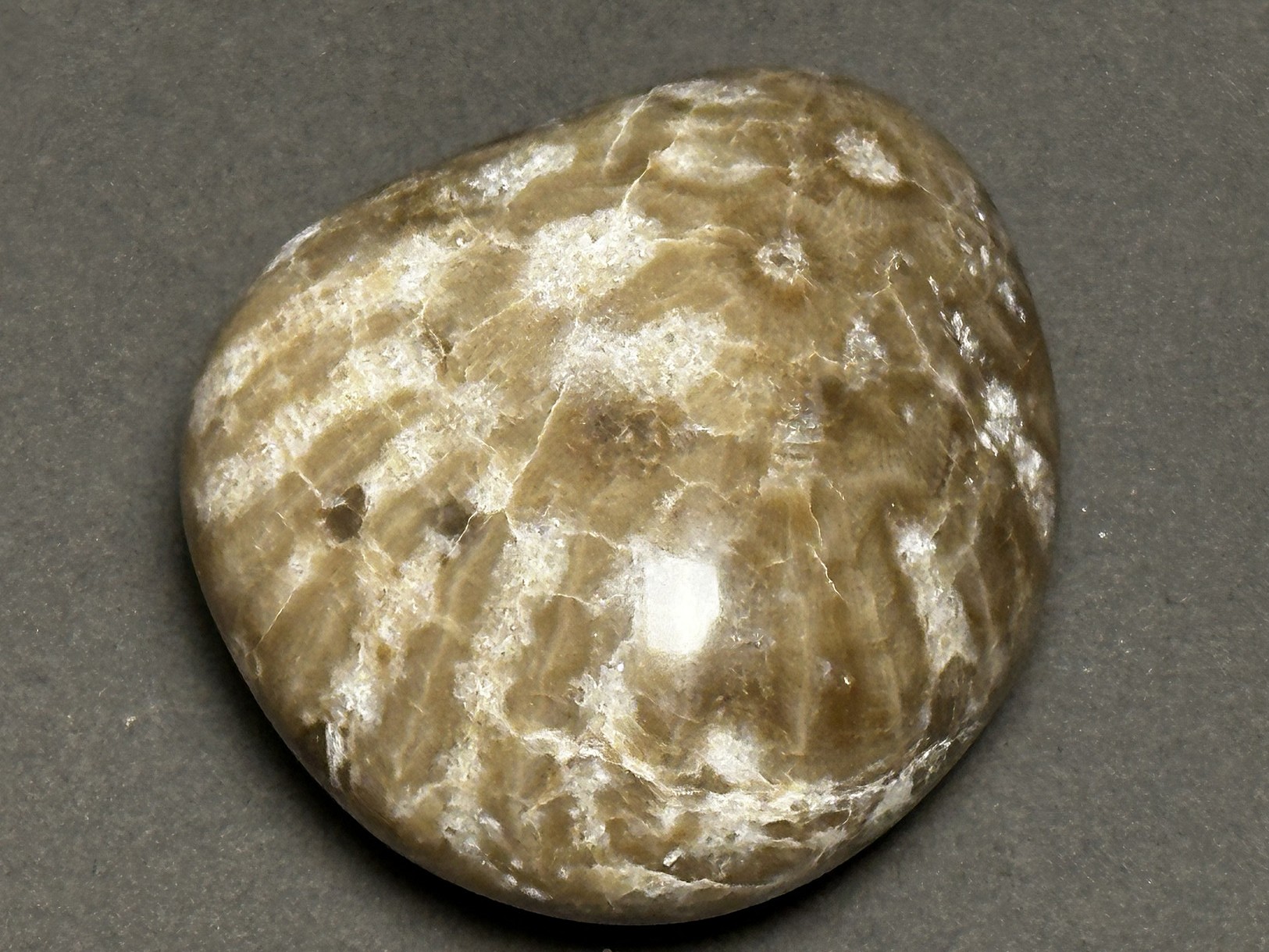 Hexagonaria sp.