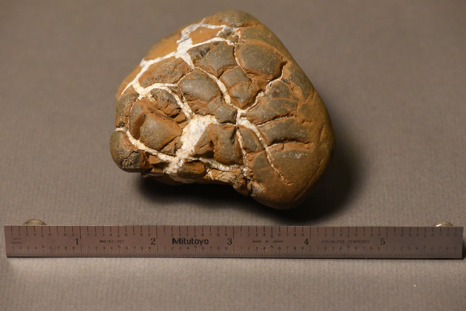 Septarian Nodule specimen