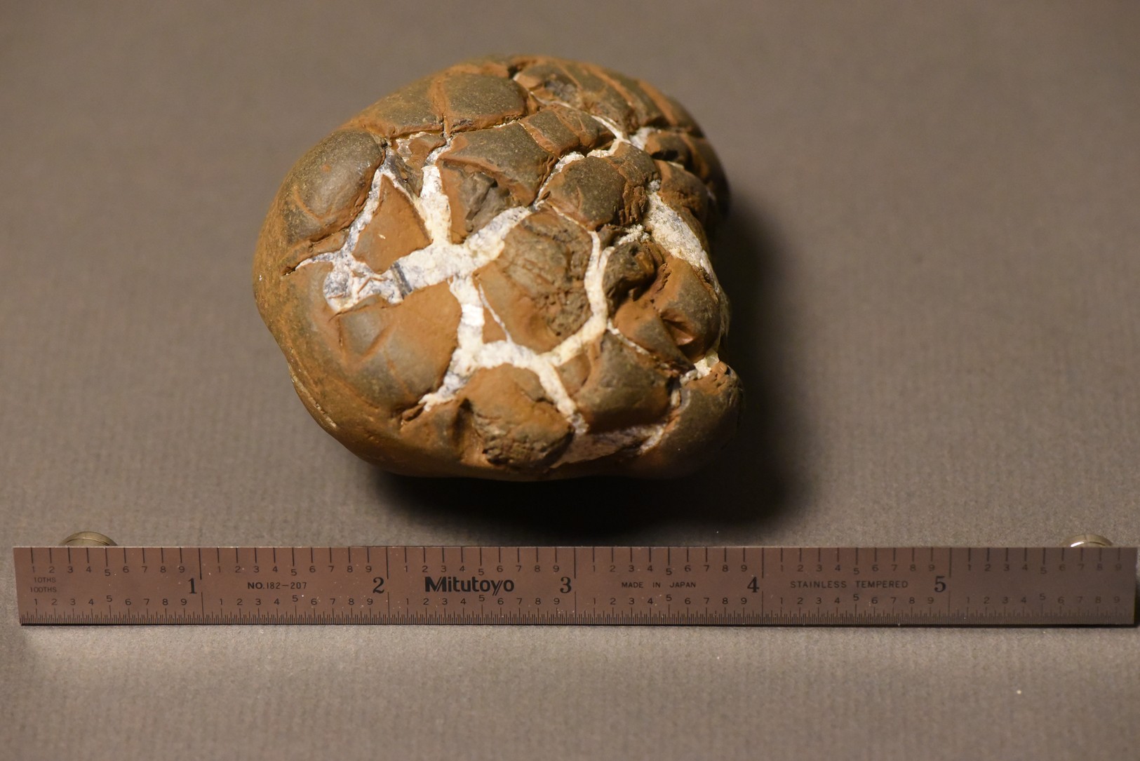 Septarian Nodule specimen