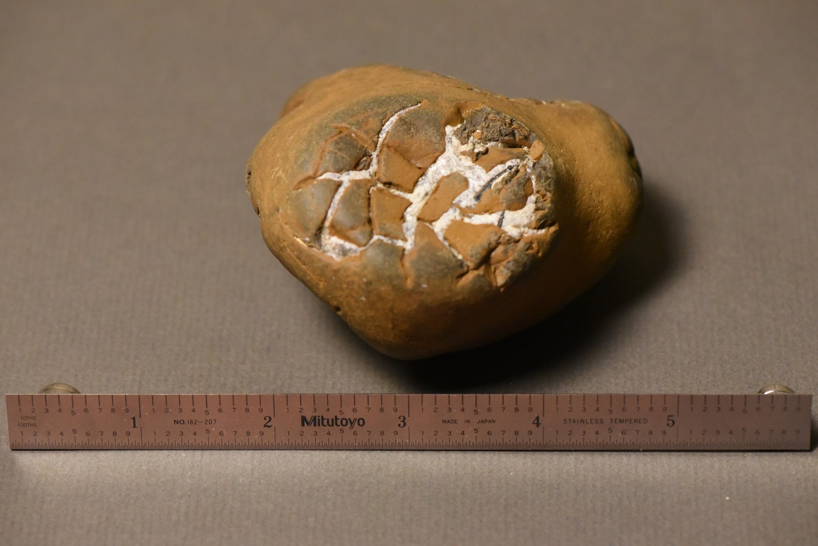 Septarian Nodule specimen