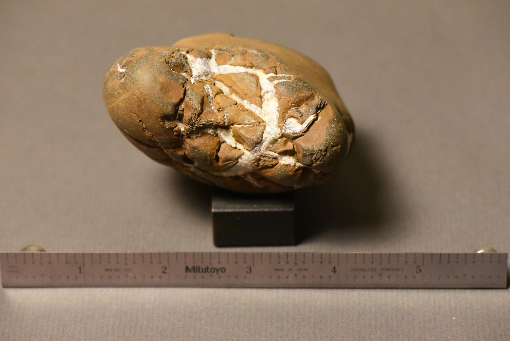 Septarian Nodule specimen