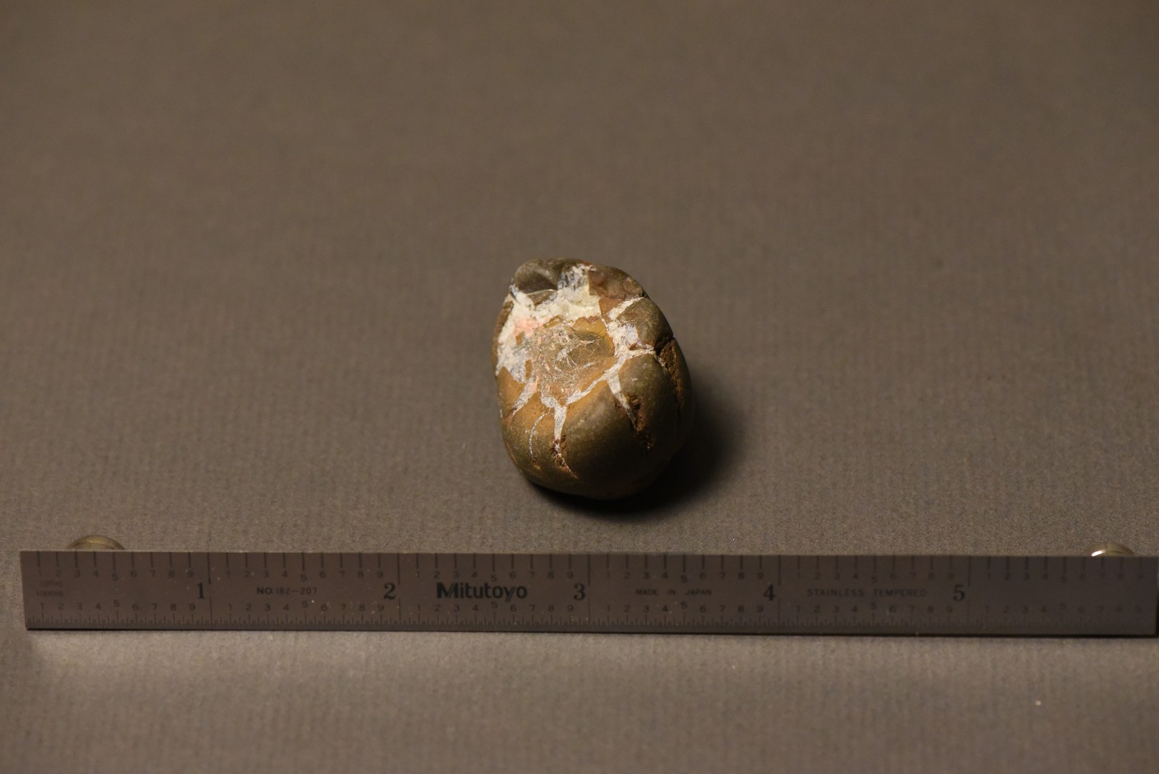 Septarian Nodule specimen