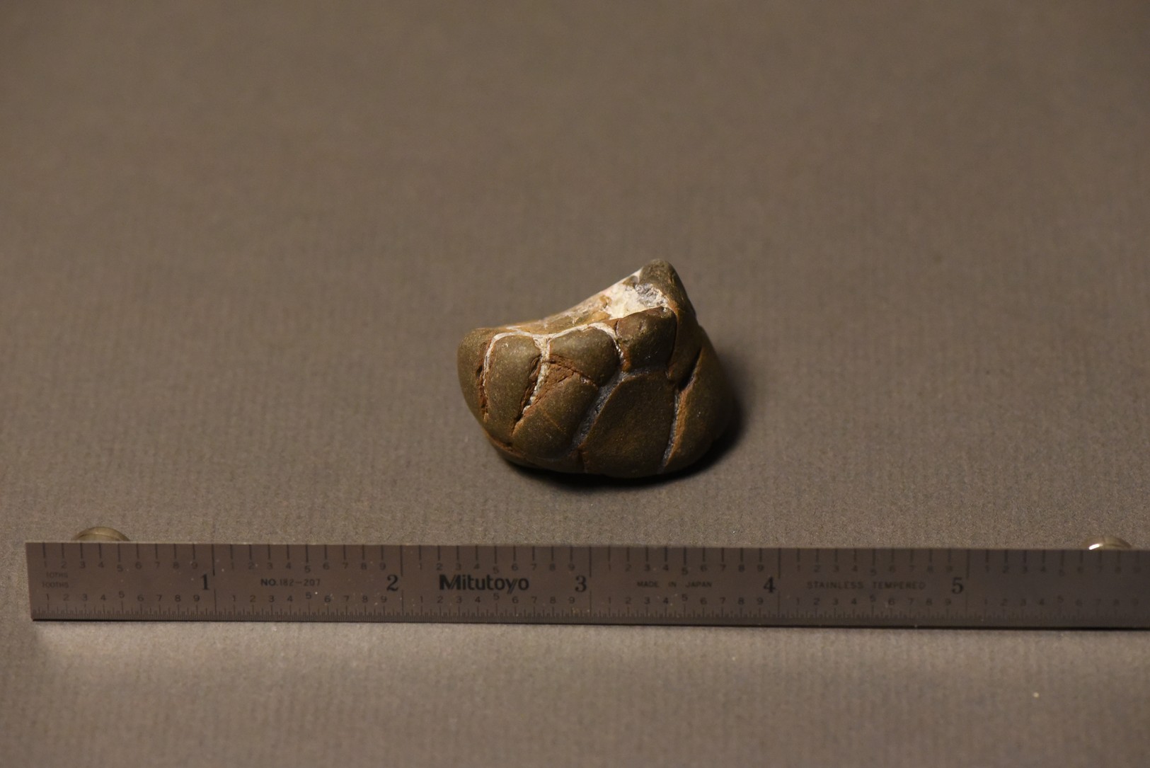 Septarian Nodule specimen