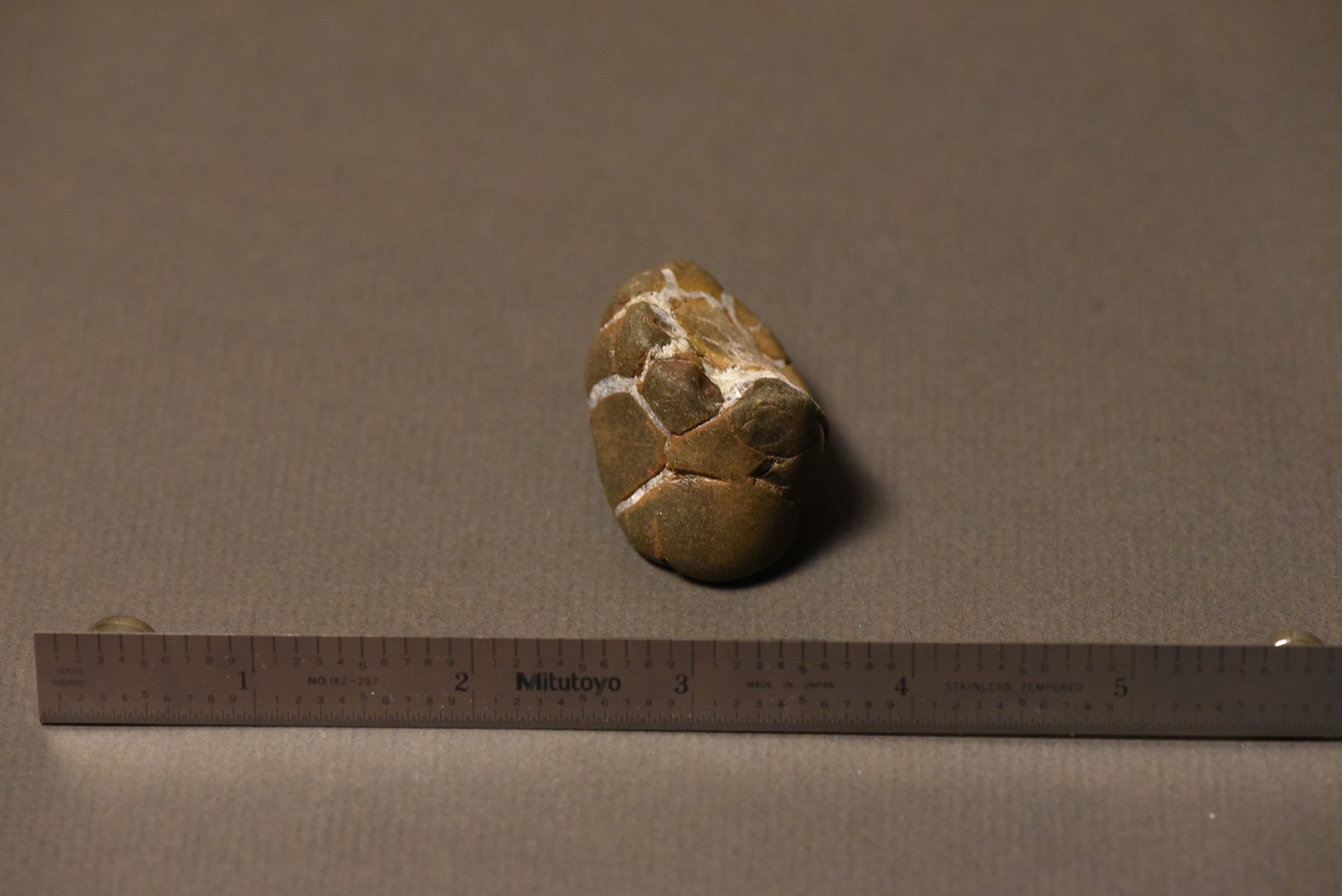 Septarian Nodule specimen