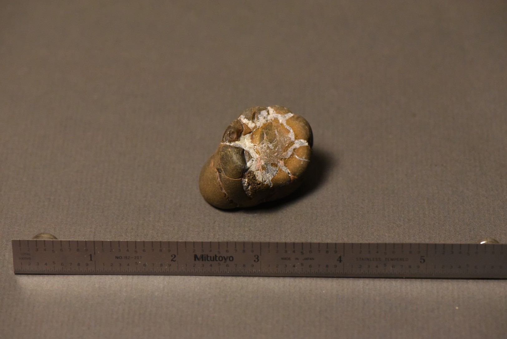 Septarian Nodule specimen