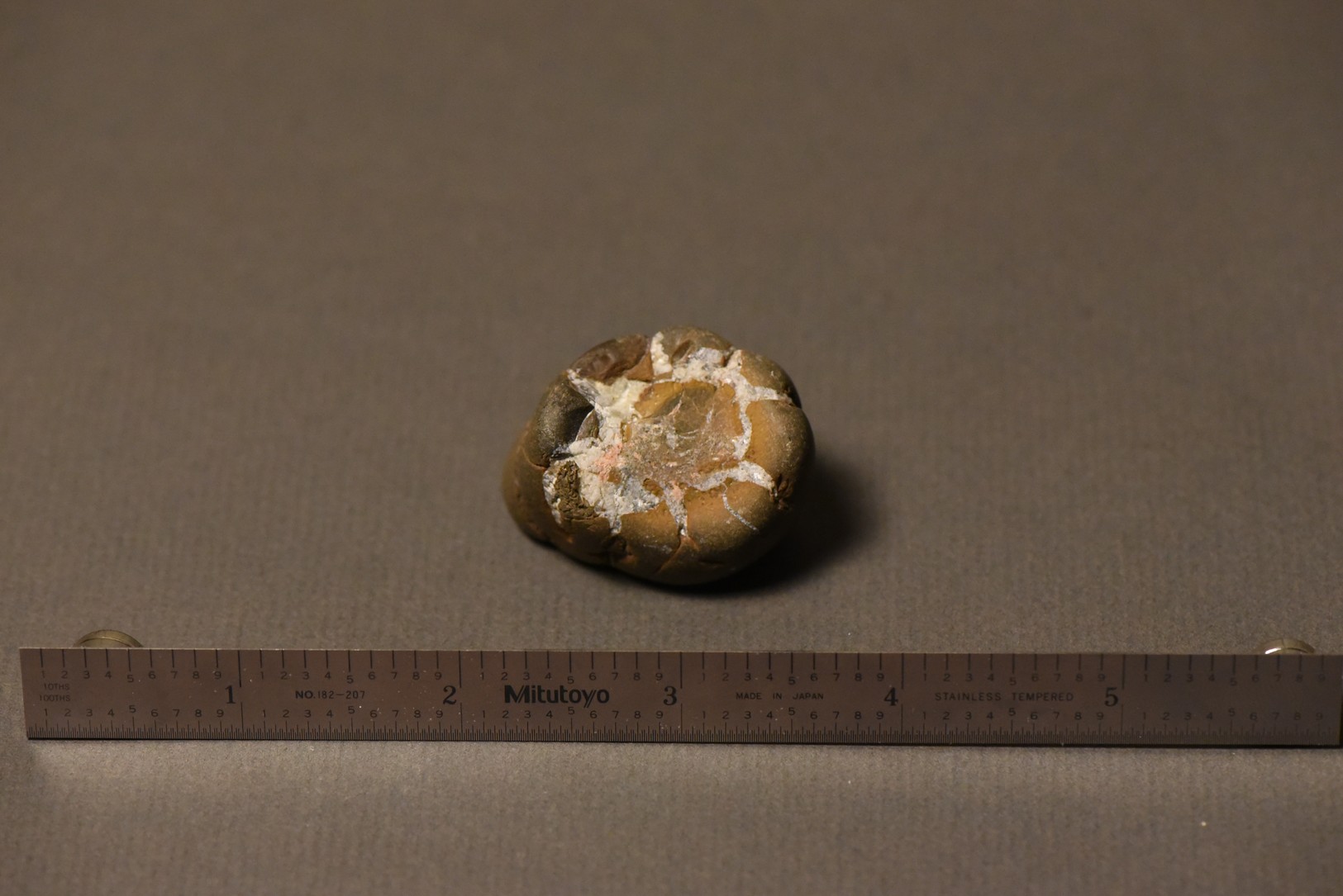 Septarian Nodule